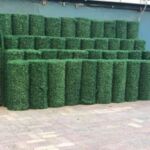 גדר ירוקה באורך 10 מטר