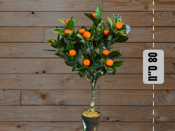 תפזו ננסי עץ תפוז ננסי מלאכותי בגובה 80 ס"מ